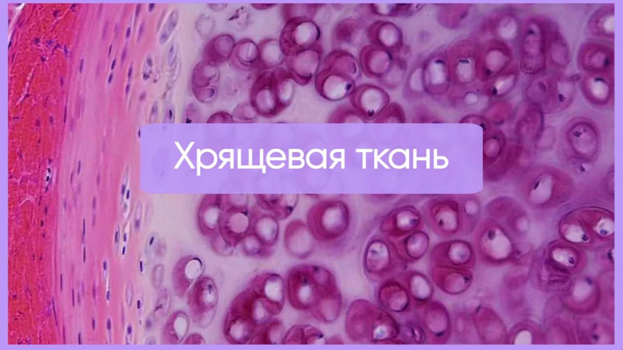 Хрящевые ткани┃synthesisschool