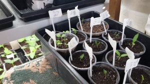 Когда грунт или рассада подвела, главное не упустить время. И решила только смесь грунтов. 27.03.26