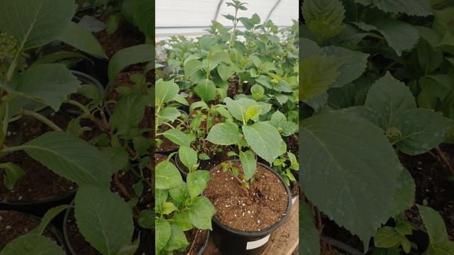 Получили саженцы гортензии и она завяла