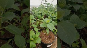 Получили саженцы гортензии и она завяла