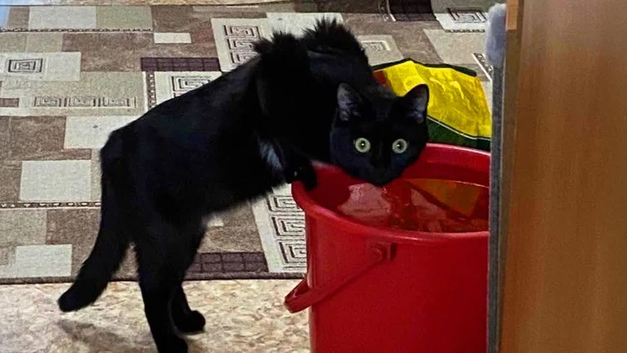 CATs Being Absolute CHAOS For 30 Minutes 😹 Funny Cats Video 2025