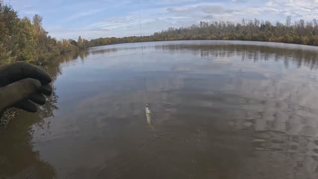 🎣🔺️ОКУНЯРА🎣🔺️fishing#туризм#природа#ловля#рыбалка#щука#ловлящуки#ночевка#Чулым#река#спиннинг смотреть онлайн