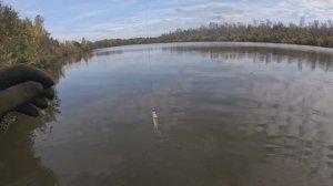 🎣🔺️ОКУНЯРА🎣🔺️fishing#туризм#природа#ловля#рыбалка#щука#ловлящуки#ночевка#Чулым#река#спиннинг