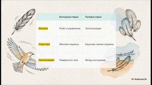 Биология 8 класс параграф 42 Птицы краткий пересказ
