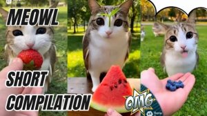 МАЛЫШ МЯУЛ 😺🦉КУШАЕТ РАЗНЫЕ ВКУСНОСТИ 🫐🍓🍉!!! МАЛЕНЬКАЯ КОТОСОВА МУКБАНГ ВИДЕО! 😺😻🙀