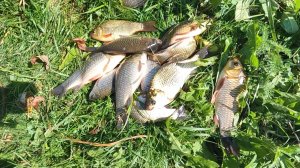 Рыбалка. Карась на чеснок.