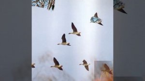 "ЗОВ ВЕСНЫ" Турланов нейробэнд.mp4