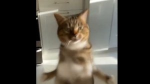 кота генерировал не я