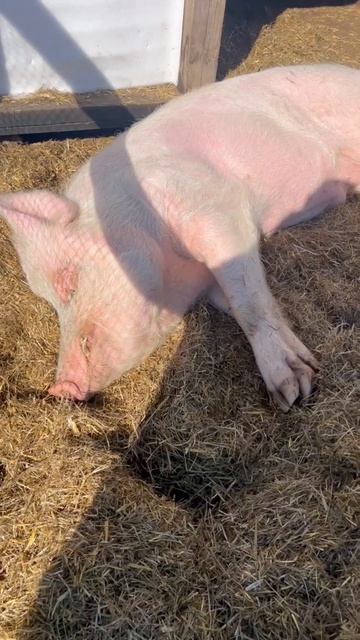 Сезон «Хрюня на солнце» открыт ☀️🐽
#приютСудьба #приютдляживотных #животные #хрюня #весна