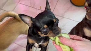 Большое спасибо за донат, купили хвостикам вкусняшки.