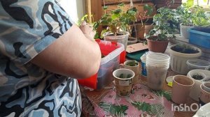 //181// Жизнь в деревне.Как прошел мой день,чем сегодня занималась.