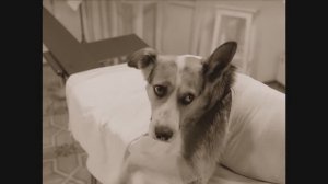 Ты зачем доктора укусил? Фрагменты из фильма "Собачье сердце". 1988 г.