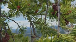 Голубое озеро | The Blue lake. Версия 1. Музыкальная композиция на стихи Андрея Субботина