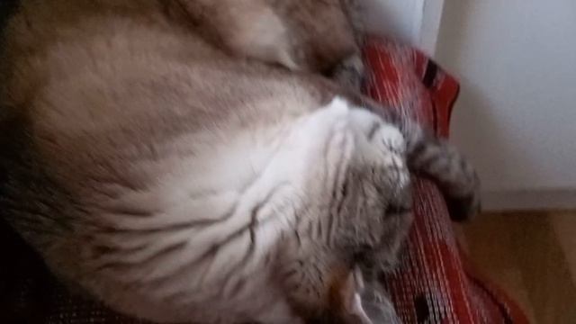 27-28 марта 2026. Газовщики подвели...