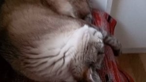 27-28 марта 2026. Газовщики подвели...