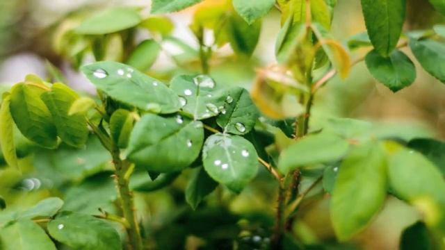 Музыка дождя