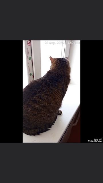 28-03-2026. Мариуполь 🏙️ Машуля 🐈