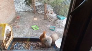 воскресенье в вольном зоопарке