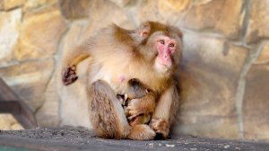 Сутки от роду! РИТА родила малыша! Самая СУРОВАЯ макака! Шурик стал отцом! НЕДЕЛЯ БЕБИ БУМ!