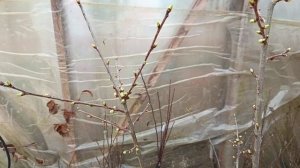 Биологические часы растения. Биохимия пробуждения