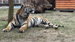 Наши девчонки и бдительный Шерхан