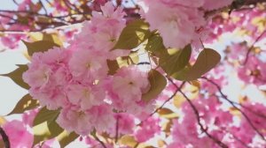 Не покидает нас весна