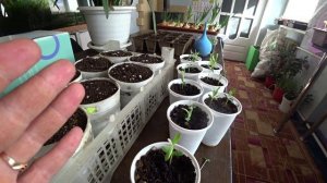 Преимущество облепихи "Ёлочка"