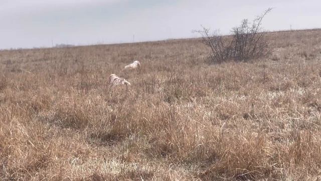 Норман и Милашка, 28.03.26 смотреть онлайн