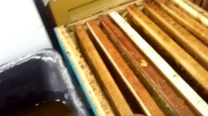 Первая побудительная подкормка весной. Часть1