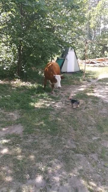 Знакомство с коровой