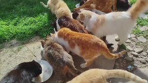 Вернулся серебристый котёнок!!! Небыло всю зиму.