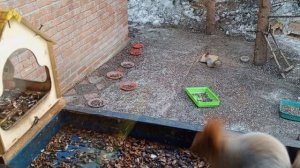 веселые белки