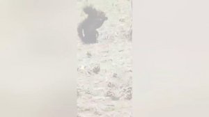 Белочки всем видятся разные😀