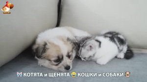 Котята и щенята 🐈🐶 Кошки и собаки 🤗 Про животных (6)