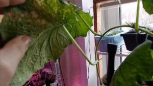 Суббота есть суббота