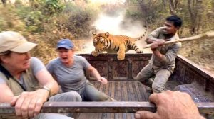 60 НЕВЕРОЯТНЫХ МОМЕНТОВ НА САФАРИ, СНЯТЫЕ НА КАМЕРУ