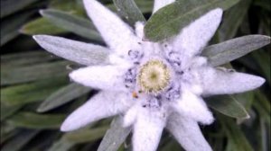 Эдельвейс С Морозов