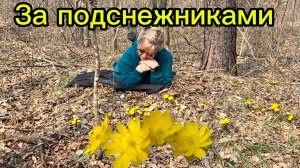 Лес просыпается/За подснежниками/Птичьи трели/Весна