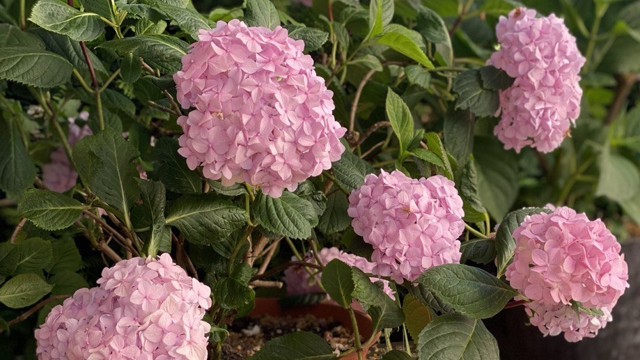 Черенкование крупнолистной гортензии Френч Болеро