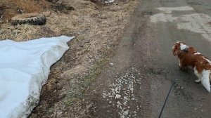 Вольный выпас потомка лютых волков