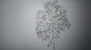 самое маленькое дерево.