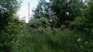 Звуки природы. Птицы. Жаворонок лесной в деревне ранним утром