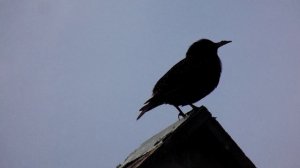 Скворец поет на скоречнике (2026)