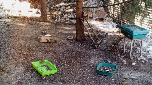 вечерние птахи