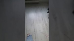 новый дракон