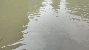 Здесь тоже рыбки у берега!