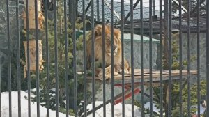 Тигр, пума, лев, волки, рыси, лисы, еноты-полоскуны.mp4