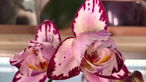 Орхидеи 🌺 Цветение . Март  2026 😍🦋🌷🩷