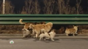 В Китае семь псов сбежали от пожирателей собак и вернулись домой | «Центральное телевидение»