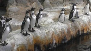 МЫ ПЛАВАТЬ НЕ ХОТИМ).Видео Татьяны Крестьянсковой